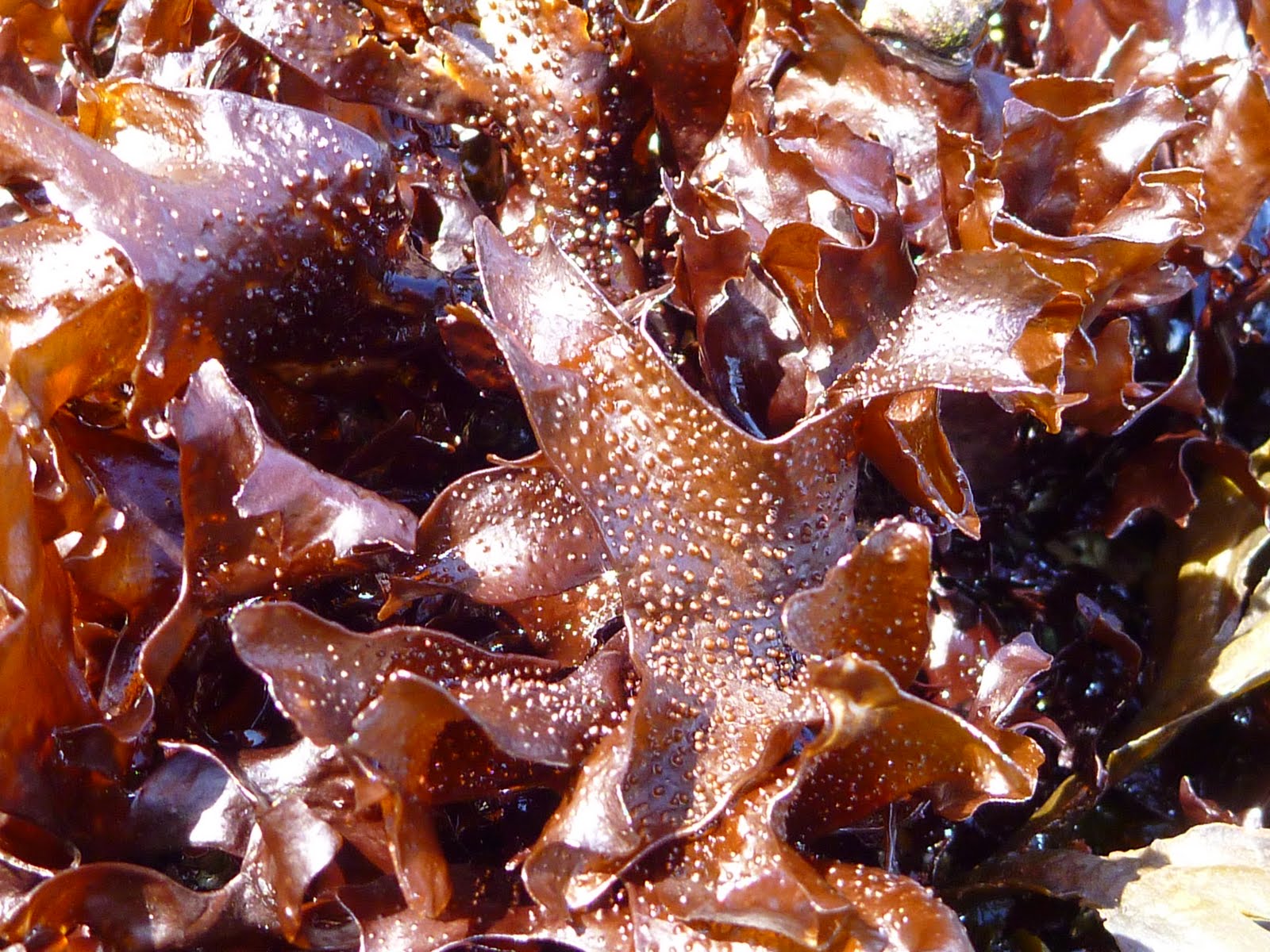 Mariculture of Undaria in Dalian, China